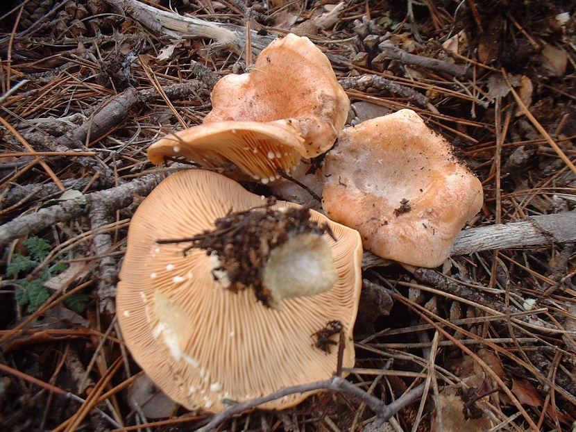Lactarius chrysorrheus características