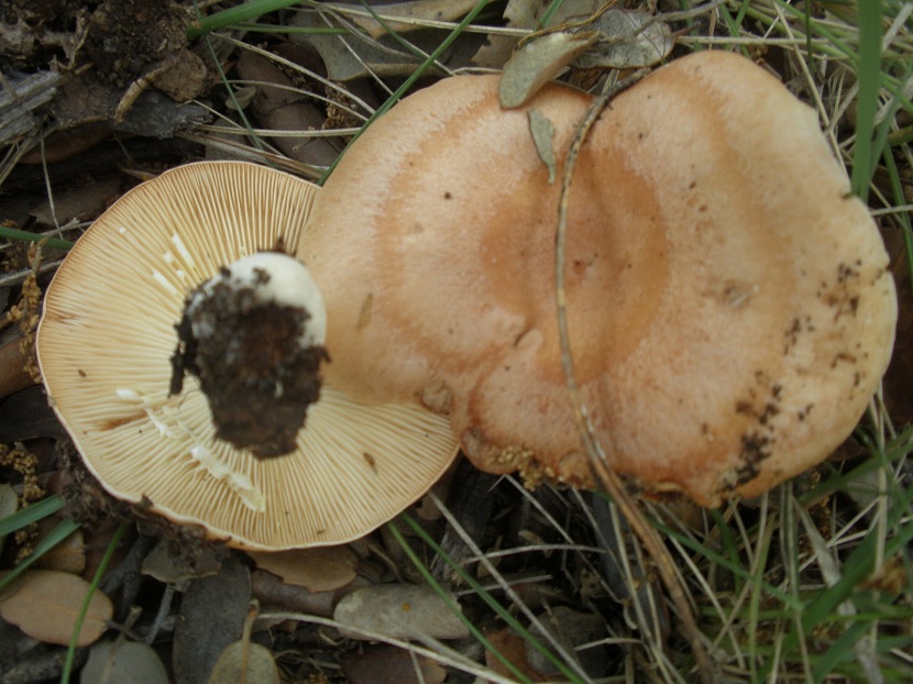 Lactarius chrysorrheus y hábitat
