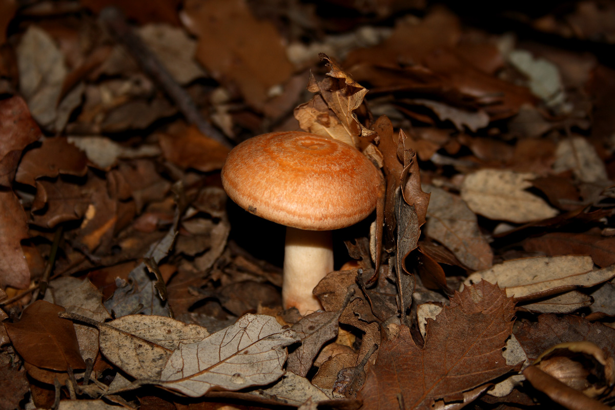 Toxicidad del lactario leche dorada