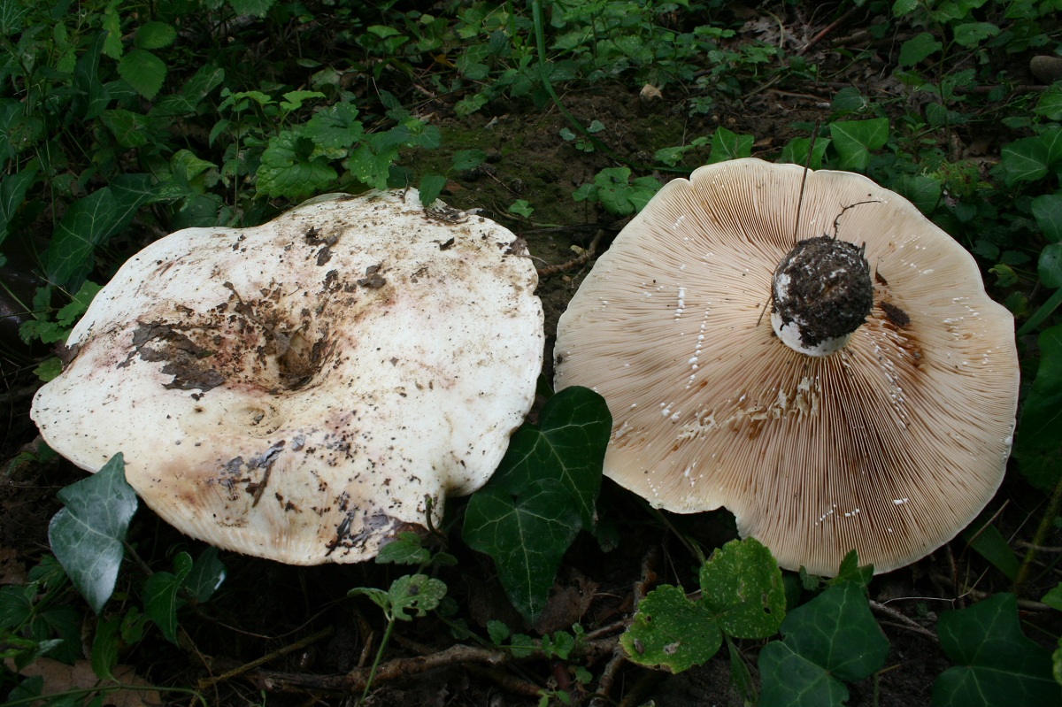 Características del Lactarius controversus