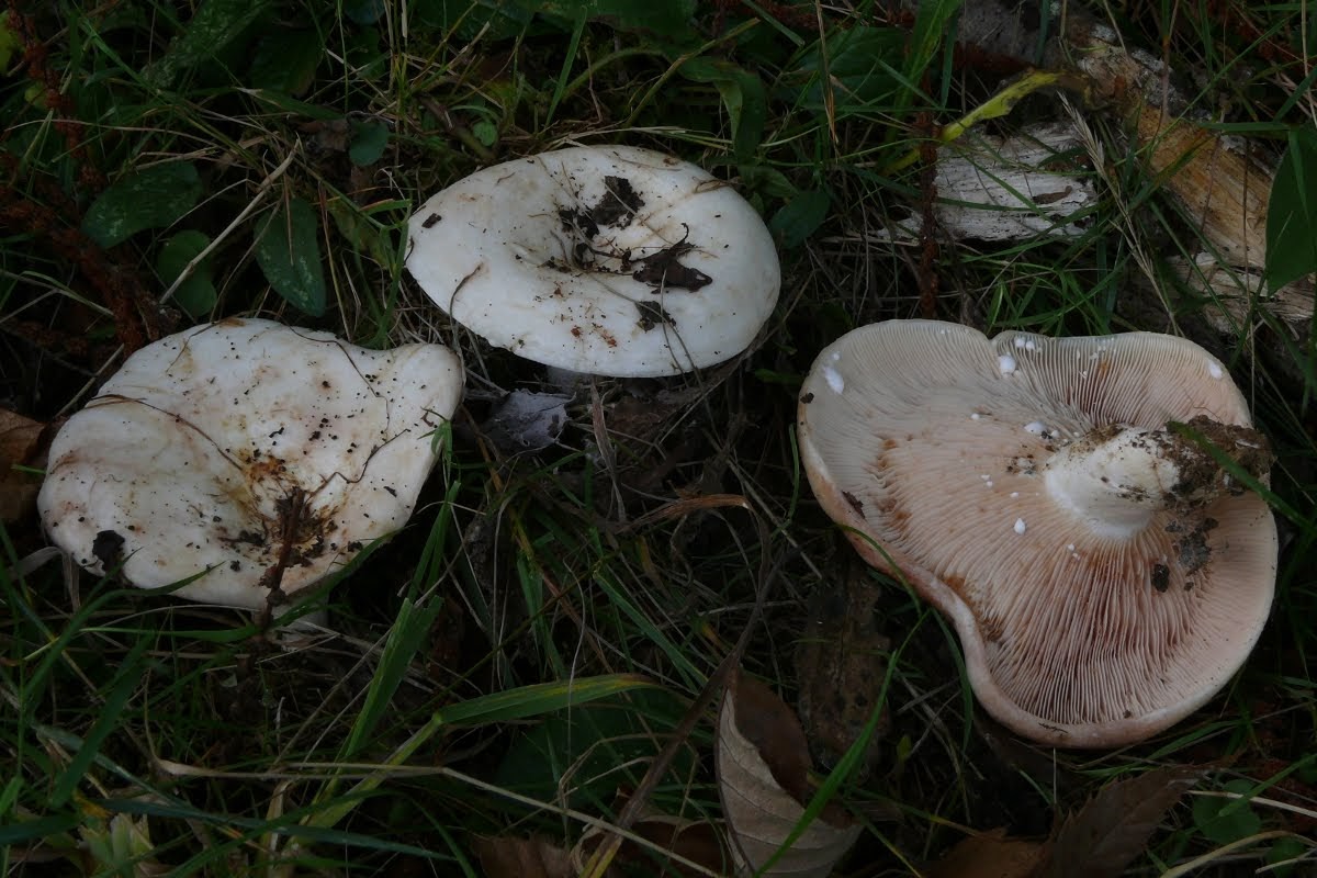 Lactarius controversus propiedades