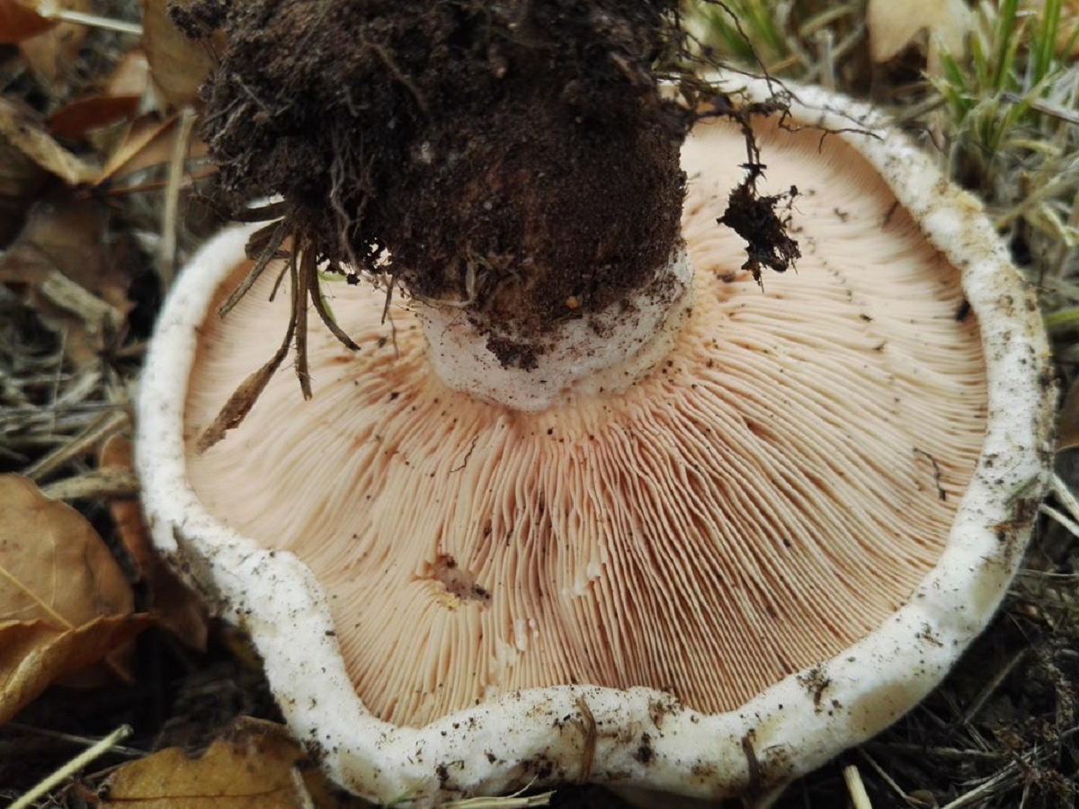Lactarius controversus