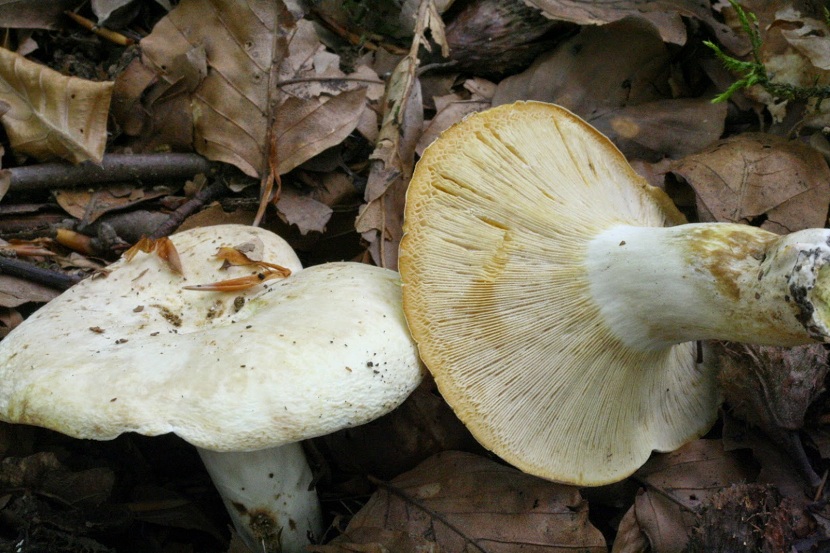 Hábitat del Lactarius piperatus