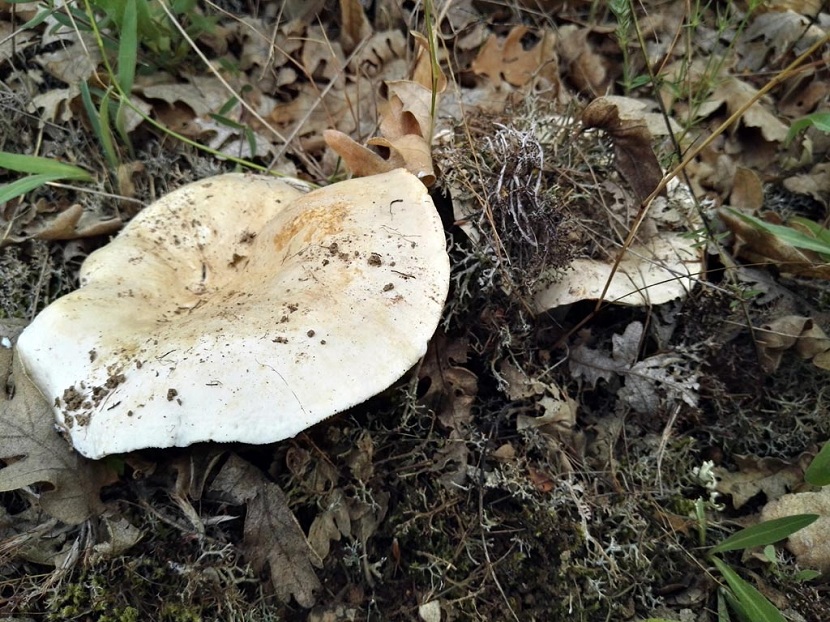 Lactario pimentero