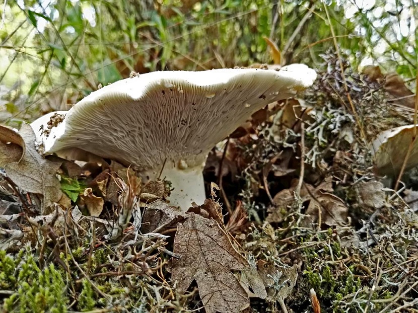 Lactarius piperatus