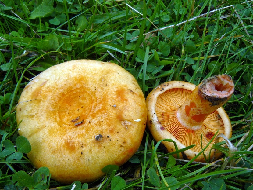 Características del Lactarius salmonicolor