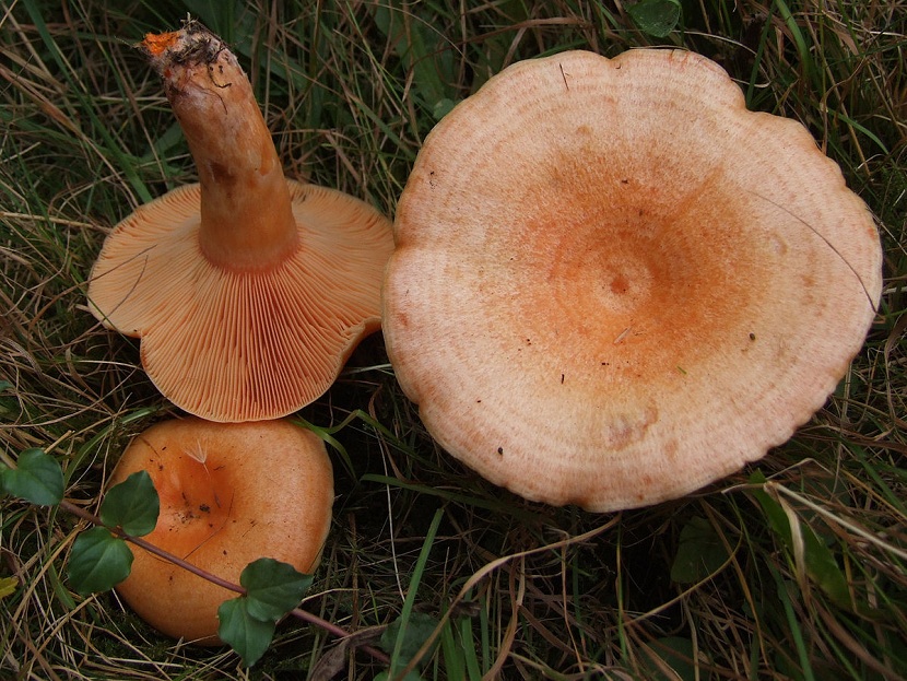 Lactarius salmonicolor recolección