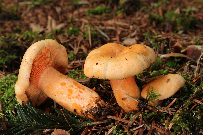 Lactarius salmonicolor