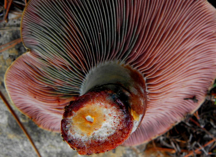 Características del Lactarius sanguifluus