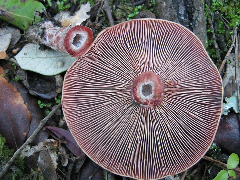 Láminas del Lactarius sanguifluus