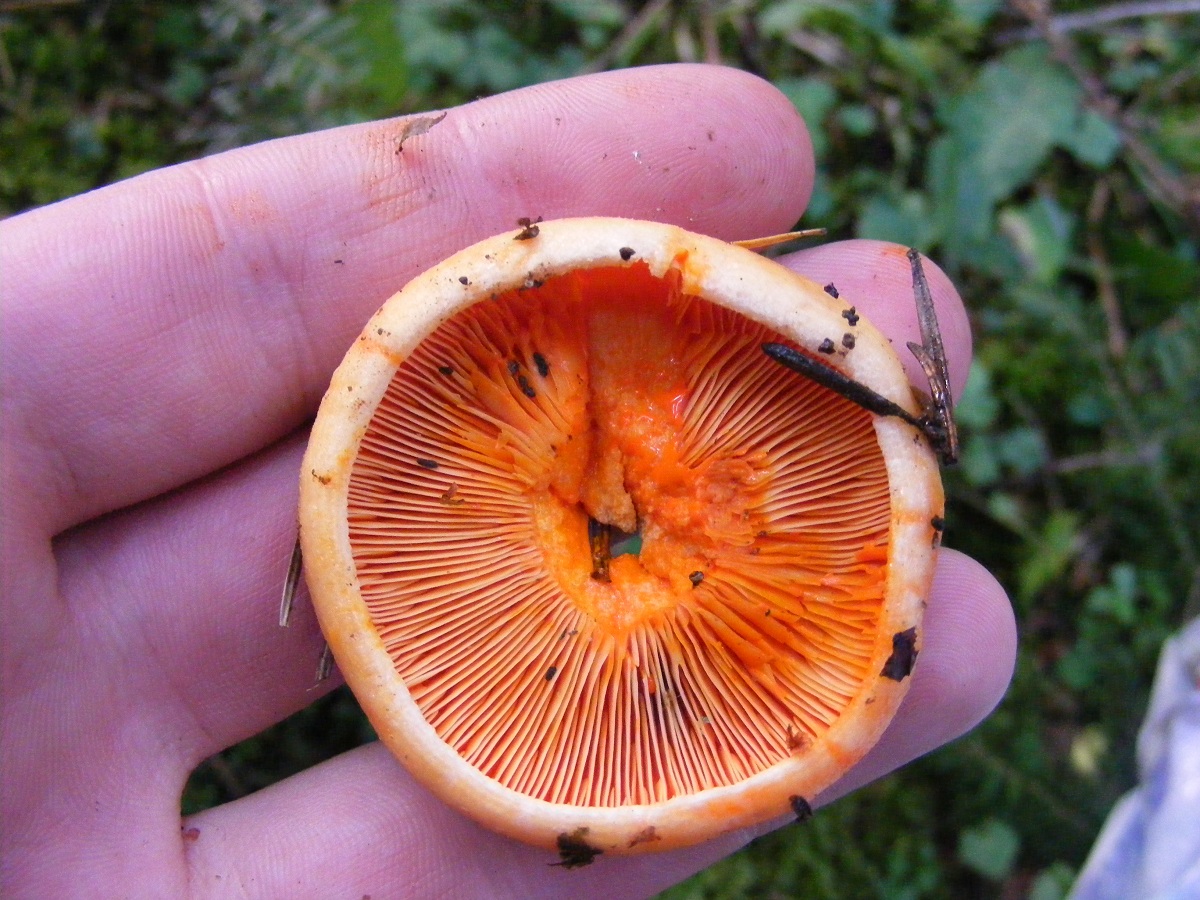 Lactarius semisanguifluus sombrero