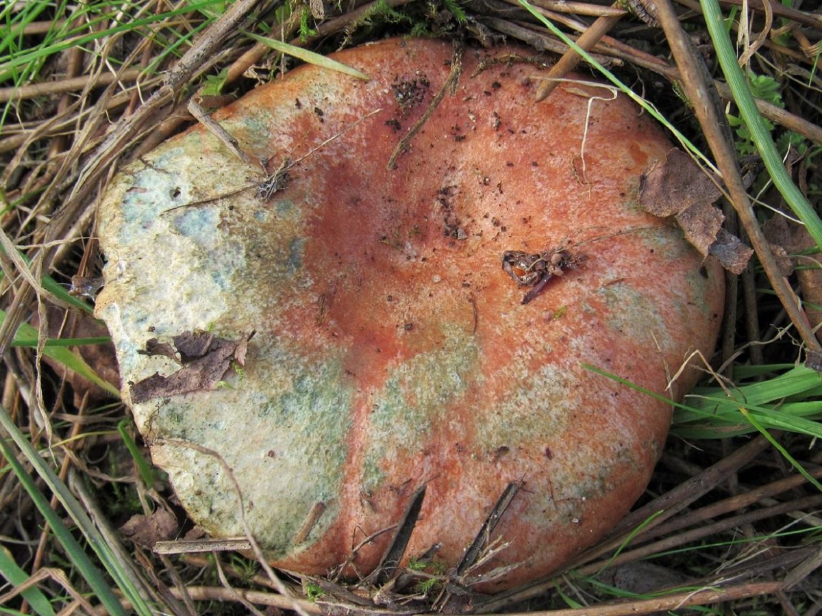 Lactarius semisanguifluus viejo