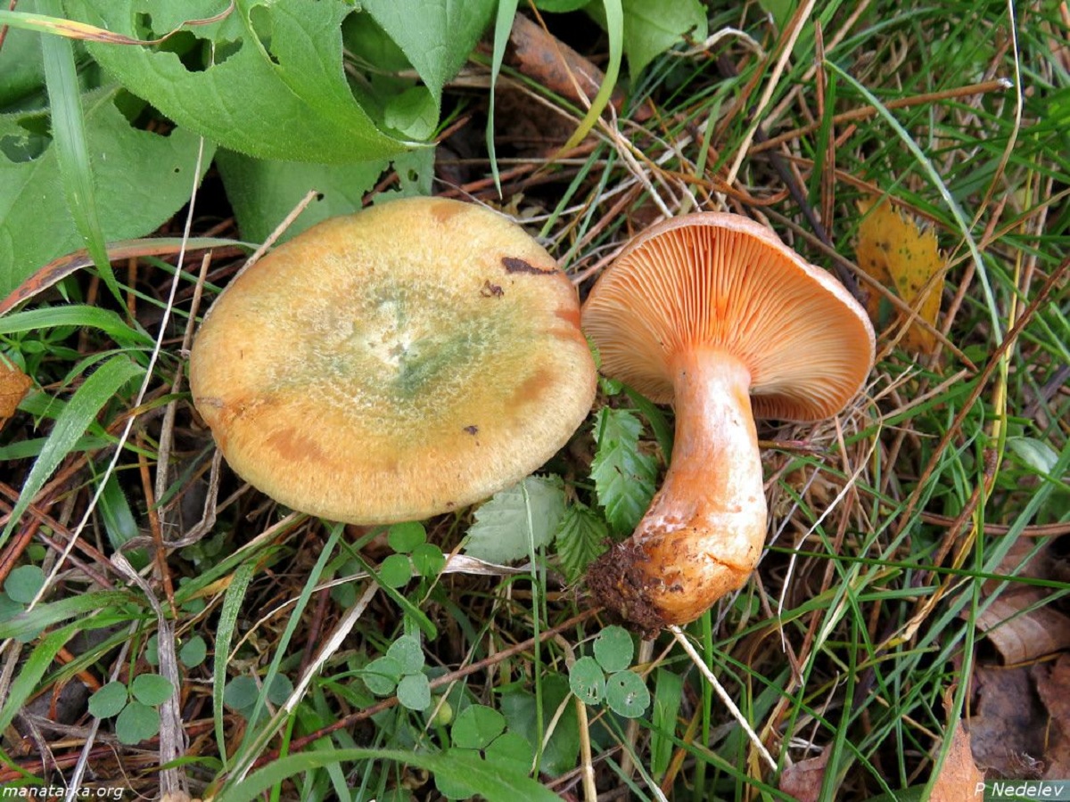 Lactarius semisanguifluus