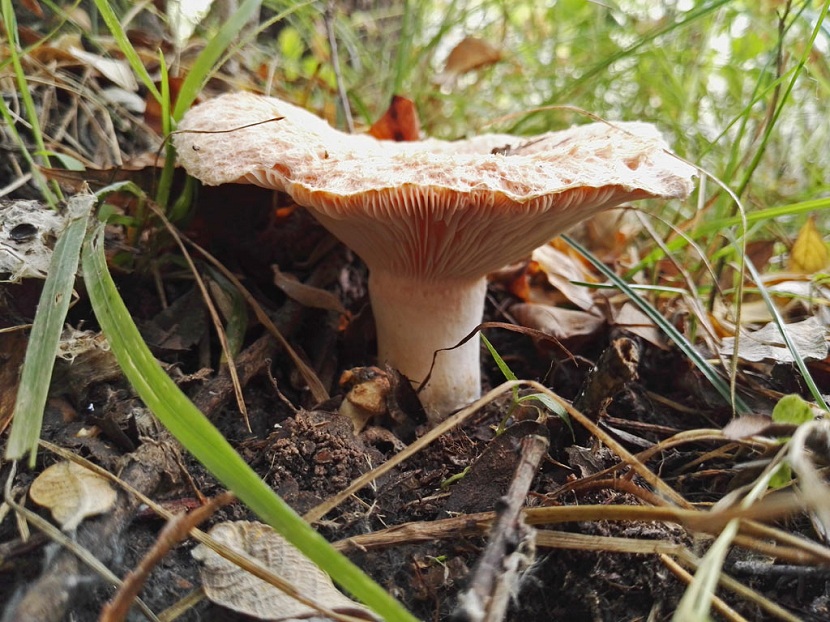 Apariencia del Lactarius torminosus