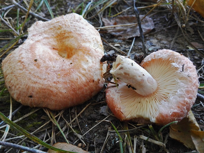 Características del Lactarius torminosus