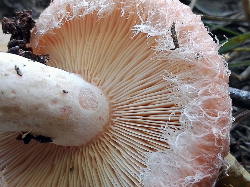 Lactarius torminosus