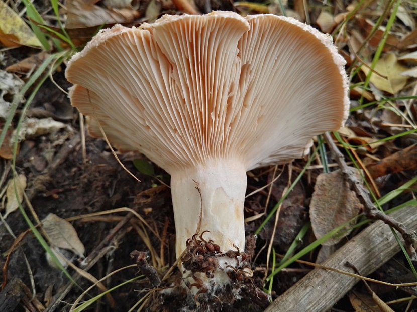 Detalle del margen densamente peludo del sombrero del falso níscalo