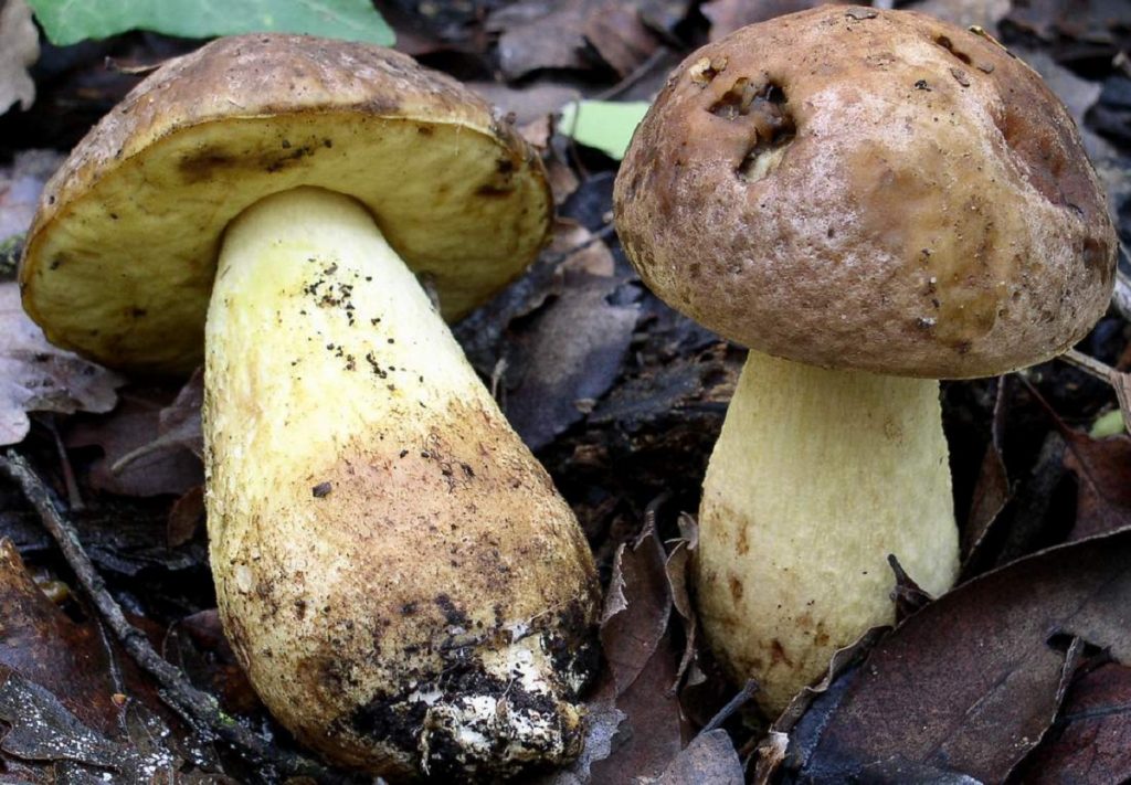 Leccinum lepidum, boleto de encina, con sombrero pardo amarillento y pie escamoso