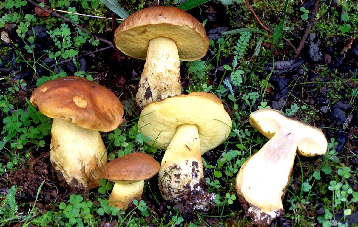 Leccinum lepidum recolección