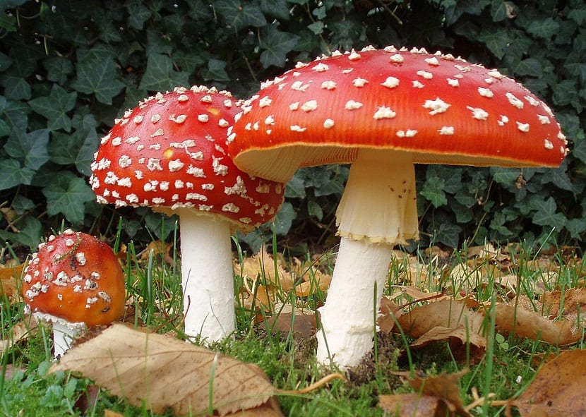 La Amanita muscaria o matamoscas es una de las setas mas venenosas que existen