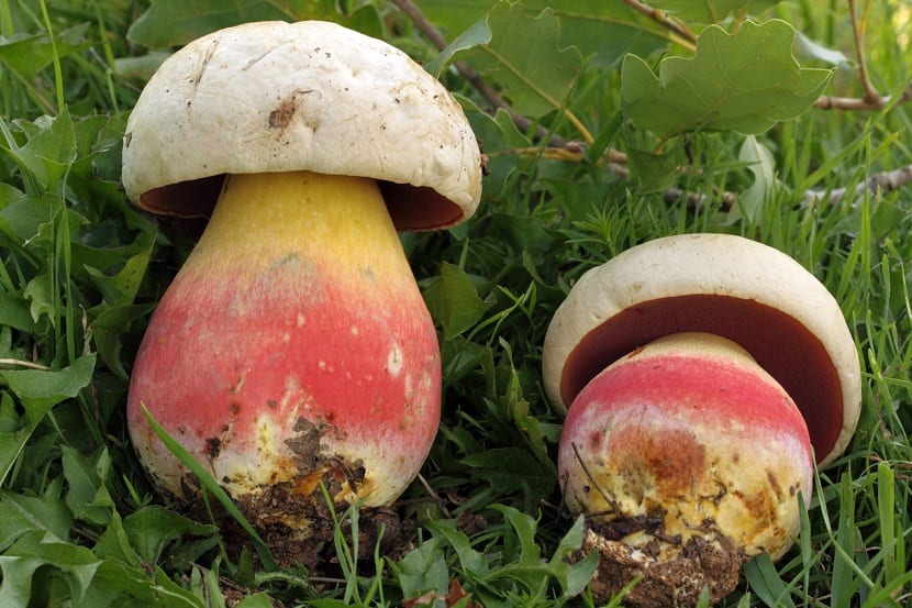 A pesar de que su nombre puede causar mucho miedo, el boletus satanas es una de las setas más grandes y al mismo tiempo uno de los hongos más inofensivos