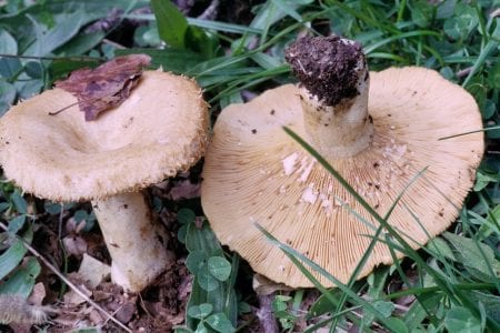 Lactarius torminosus, el falso níscalo, con el margen del sombrero peludo