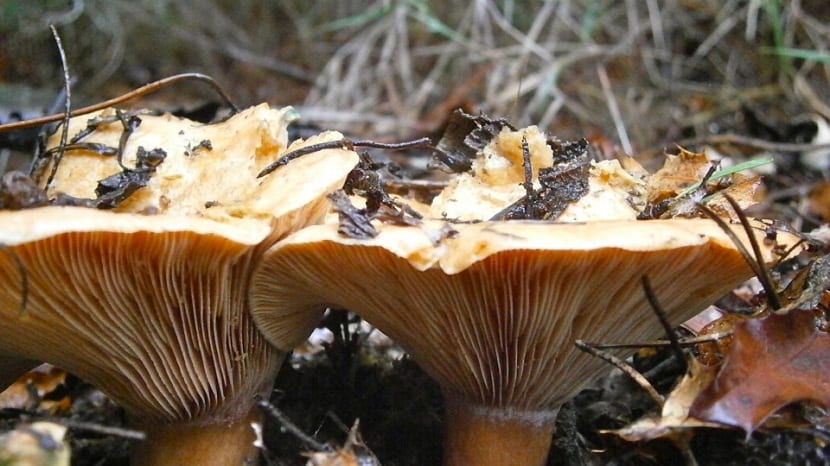 es fundamental saber cuál de estas especies puede llegar a ser venenosa