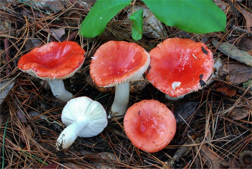La russula por lo general se puede encontrar en áreas húmedas llenas de musgo