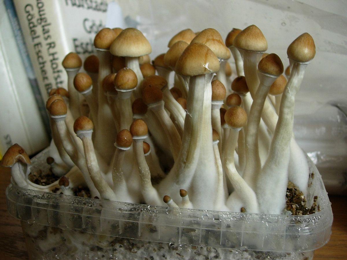 Cultivo de Psilocybe cubensis