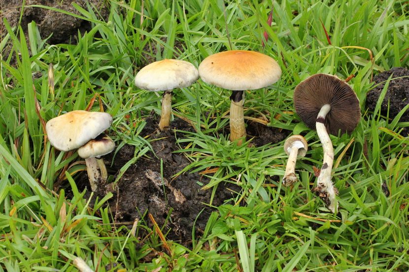Ejemplares de Psilocybe cubensis con el sombrero pardo dorado y el anillo membranoso