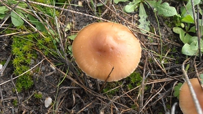 Marasmius oreades
