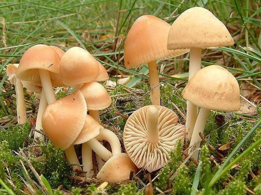 Setas de primavera