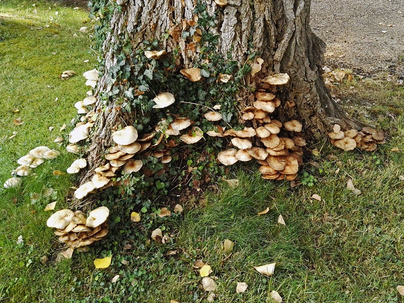 Agrocybe aegerita