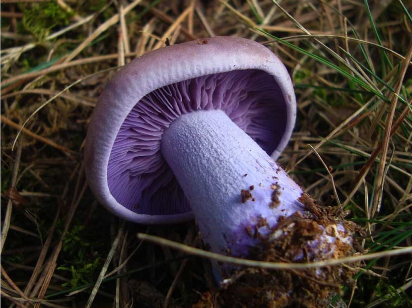caracteristicas de la Seta pie azul