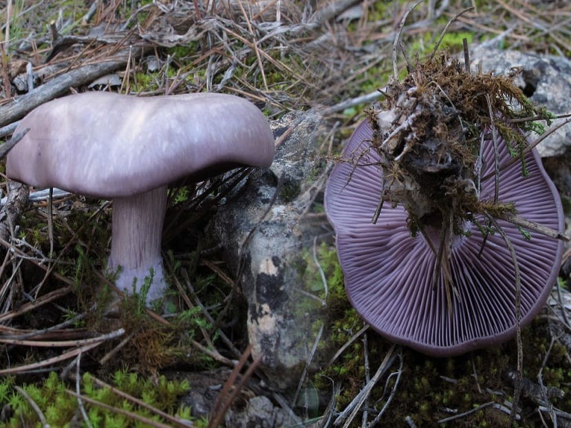 setas pie azul, también conocidas como Lepista nuda o pie violeta Clitocybe Nuda