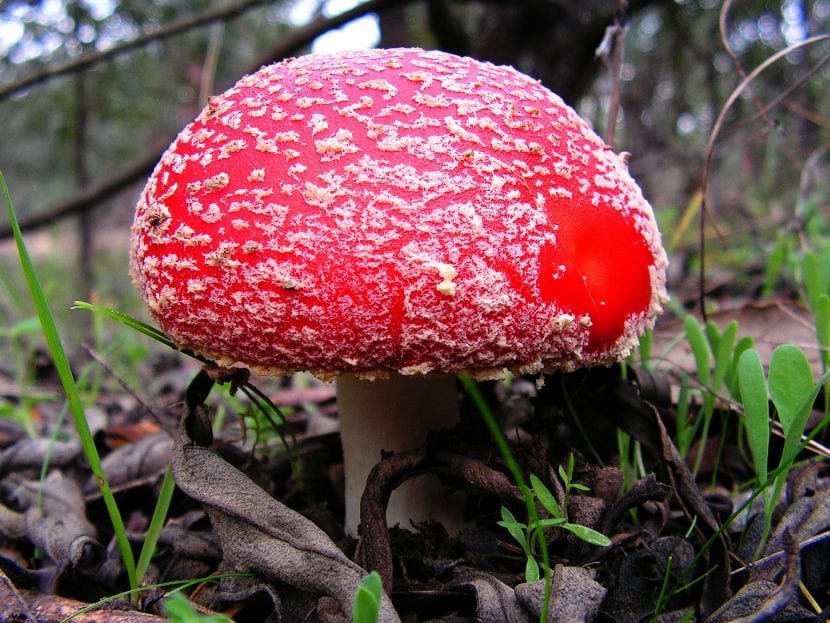 Amanita muscaria, de sombrero rojo con verrugas blancas