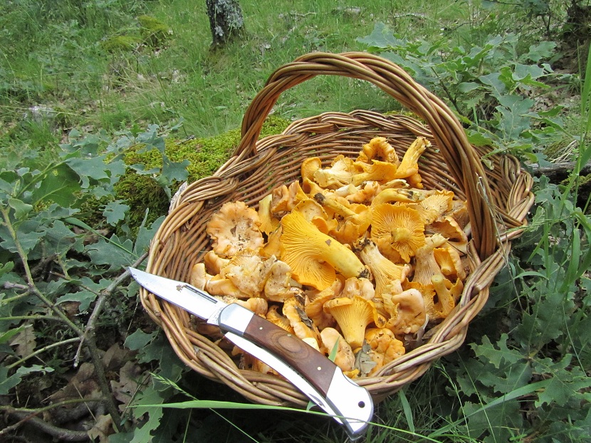 Recolección de setas de primavera