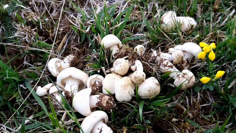 Setas de primavera