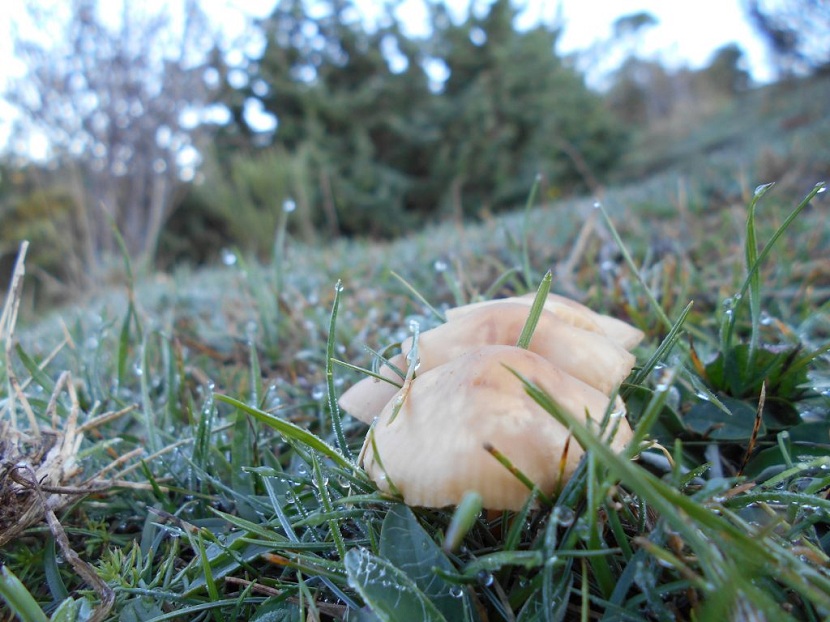 Setas tras el invierno