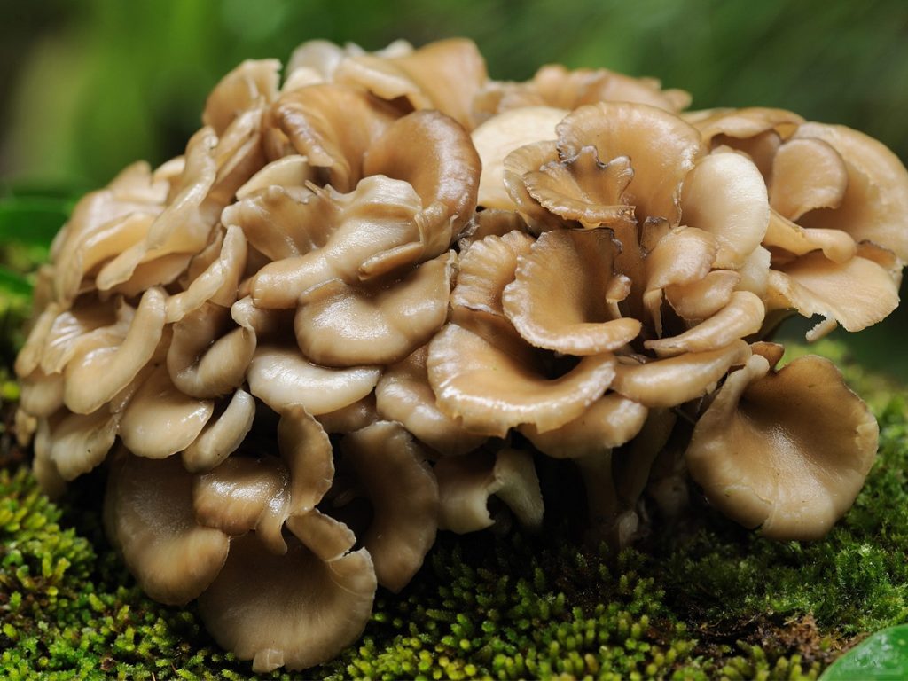 Maitake, Grifola frondosa, en ramillete de sombrerillos