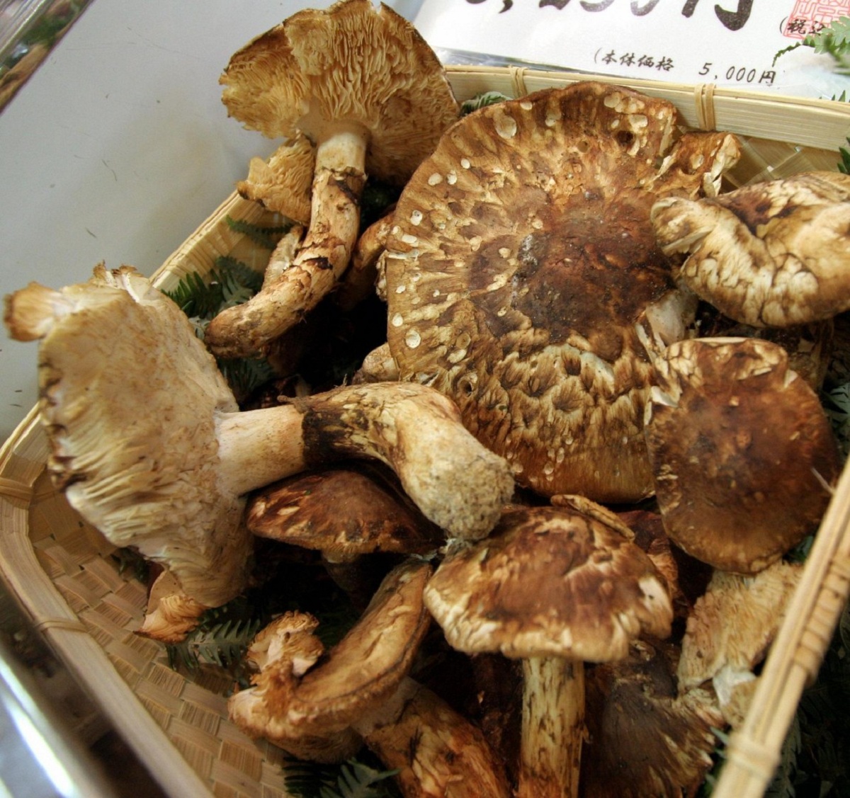 Matsutake