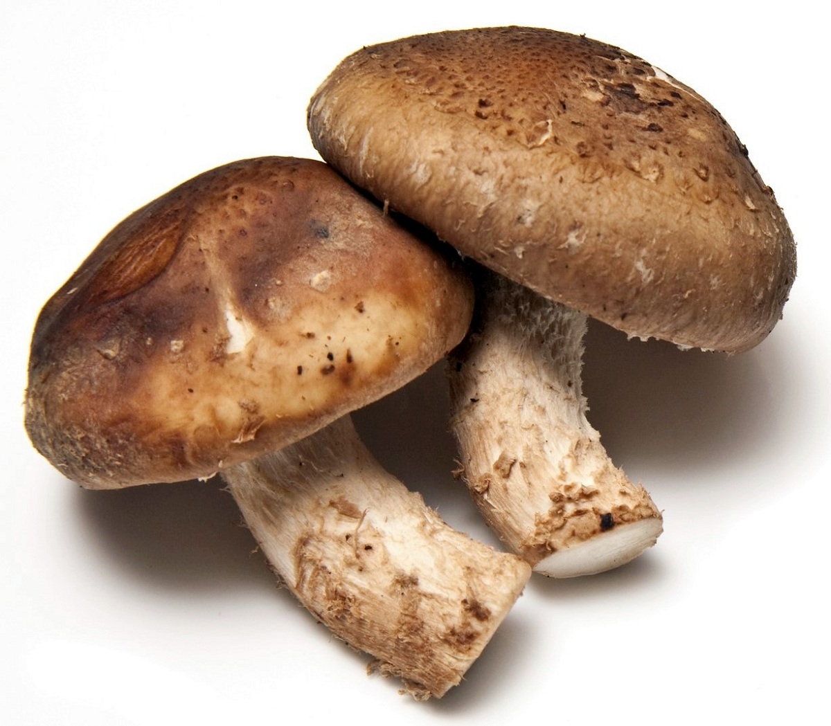 Shiitake