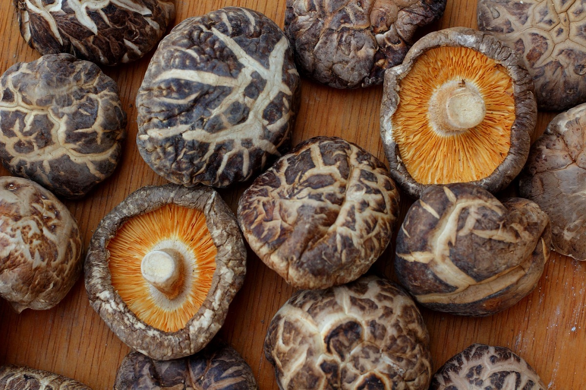 Característica del Shiitake