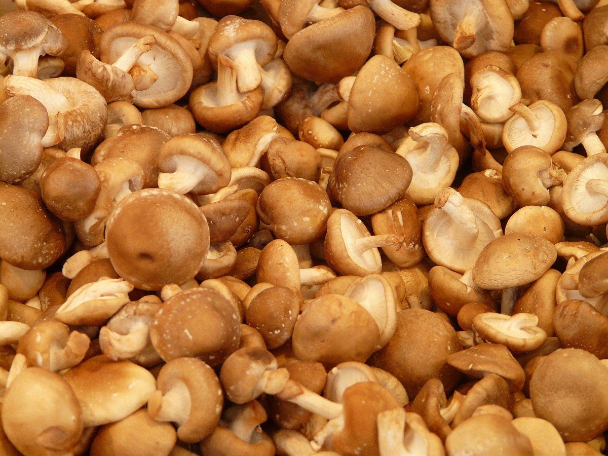 Lentinula edodes en cantidad