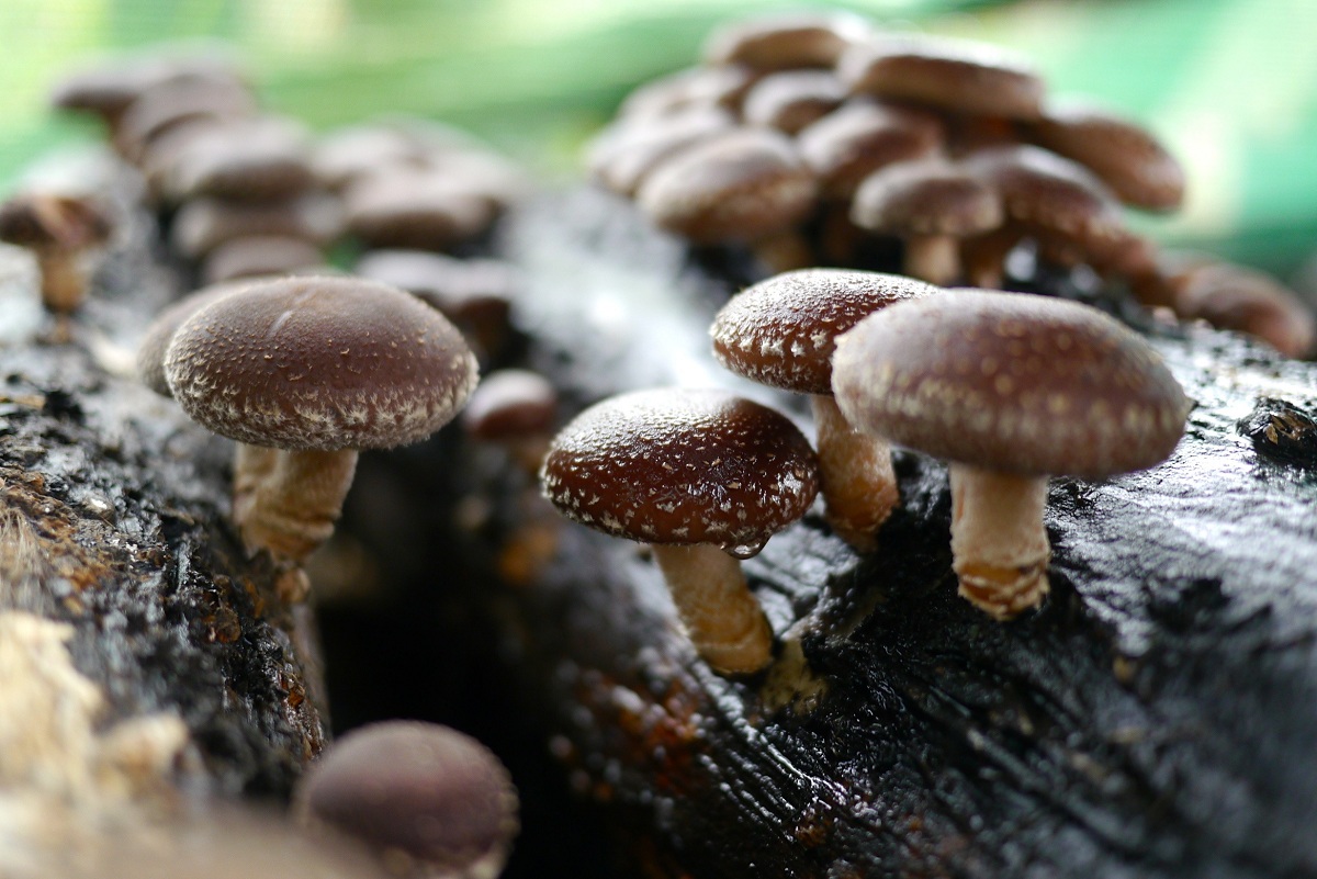 Lentinula edodes