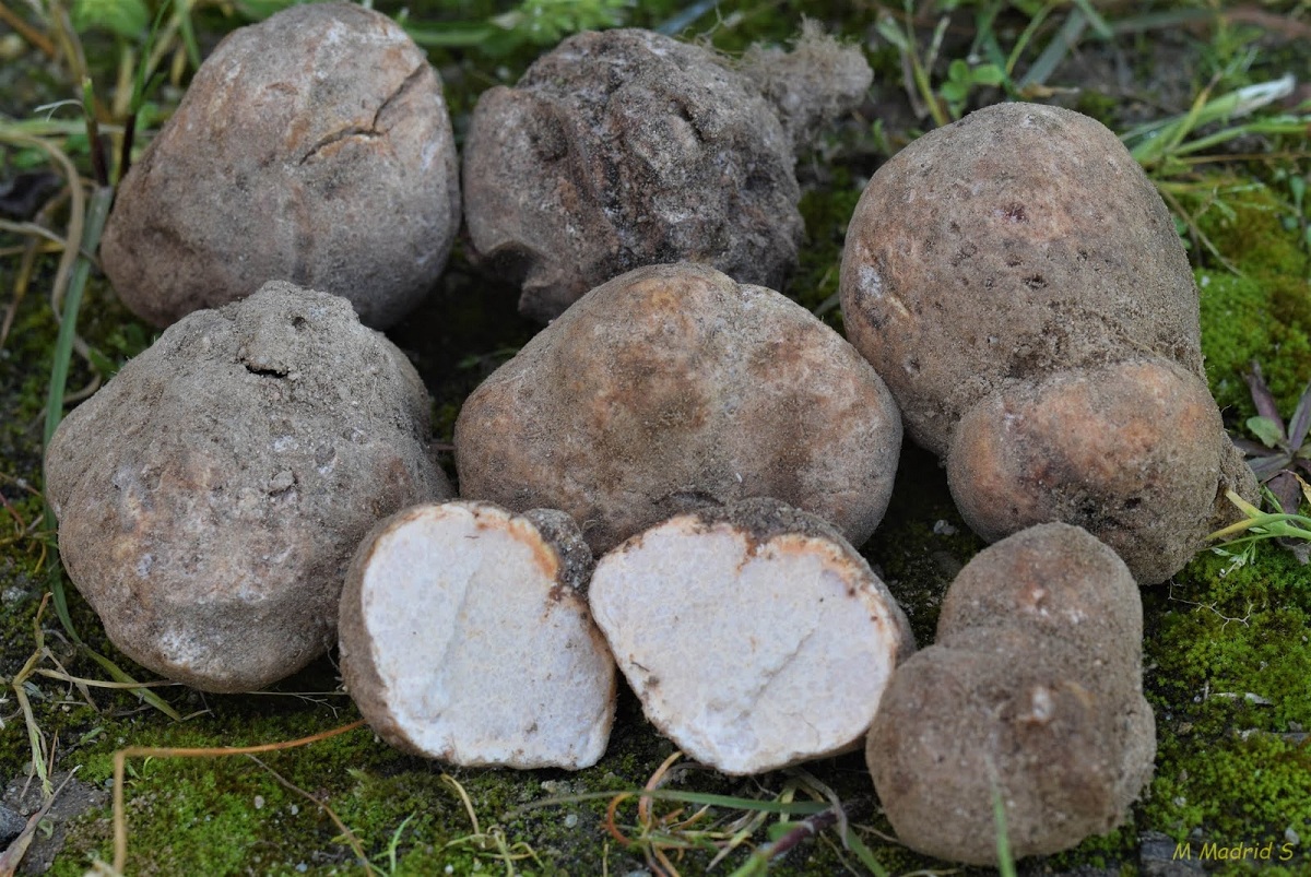 Características de la Terfezia arenaria