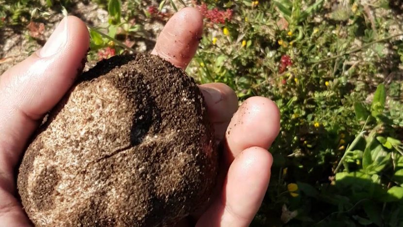 Terfezia arenaria, turma o criadilla de tierra de arenales