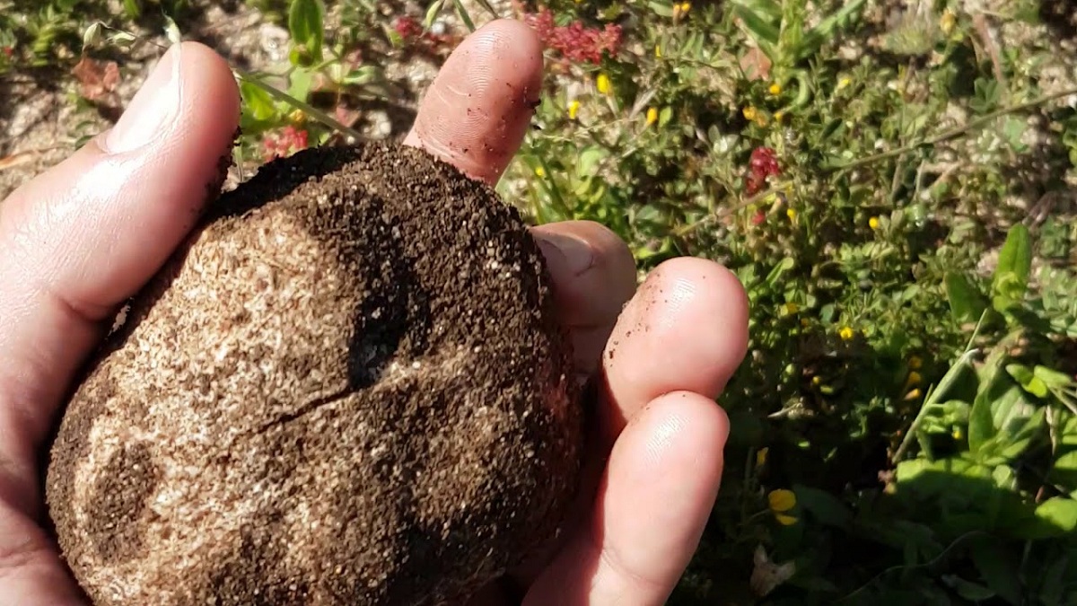 Foto de Terfezia arenaria