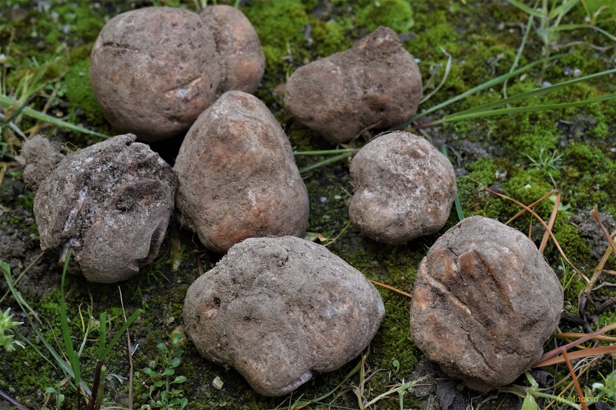 Papas de tierra