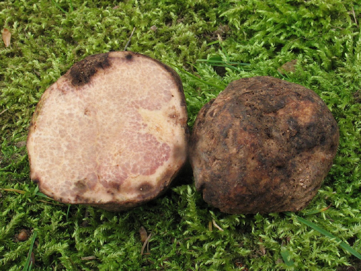 Terfezia arenaria